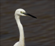 Martinet blanc (Egretta garzetta)