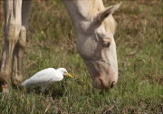 Esplugabous (Bubulcus ibis)