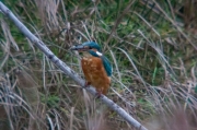 Blauet (Alcedo atthis)