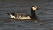 Oca de galta blanca (Branta leucopsis)