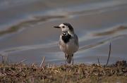 Cuereta blanca (Motacilla alba)