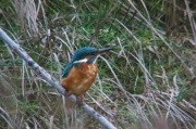 Blauet (Alcedo atthis)