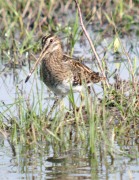 Becadell comú. (Gallinago gallinago)