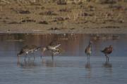 Tetol cuanegra (Limosa limosa)