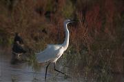 Martinet blanc ( Egretta garzetta)