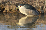 Martinet de nit (Nycticorax nycticorax)