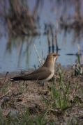 Perdiu de mar (Glareola pratincola)