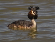 Cabussó emplomallat (Podiceps cristatus)