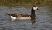 Oca de galta blanca (Branta leucopsis)