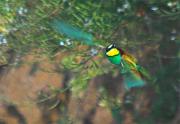 Abellerol (Merops apiaster)