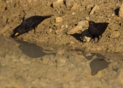 Mascle de Merla (Turdus merula)