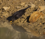 Mascle de Merla (Turdus merula)