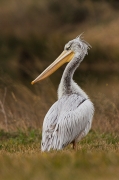 Pelicà rosat II (Pelecanus rufescens)