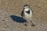 Cuereta Blanca (Motacilla Alba)