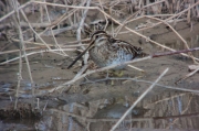 Becadell comú (Gallinago gallinago)