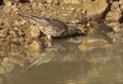 Griva (Turdus viscivorus)