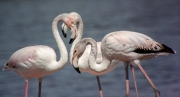 Flamenc (Phoenicopterus ruber)