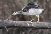 Martinet de nit ( Nycticorax nycticorax)