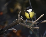 Mallerenga carbonera (Parus major)