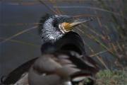 Corb mari gros (Phalacrocorax carbo)