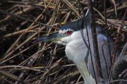 Martinet de nit ( Nycticorax nycticorax)