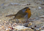 Pit roig (Erithacus rubecola)