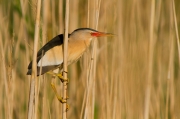 Martinet menut (Ixobrychus minutus)