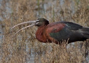 Capó reial (Plegadis falcinellus)