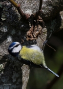 Ocells de La Garrotxa: Mallerenga Blava.