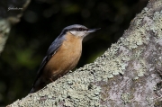 Ocells de La Garrotxa: Pica-soques Blau