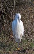 Martinet blanc ( Egretta garzetta)