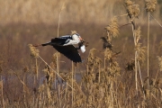 Bernat pescaire (Ardea cinerea)