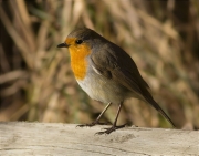 Pit roig (Erithacus rubecola)