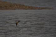 Oreneta vulgar (Hirundo rustica)