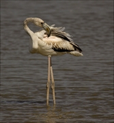 Jove de Flamenc (Phoenicopterus ruber)