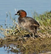 Cabusset (Tachybaptus ruficollis)