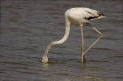 Jove de Flamenc (Phoenicopterus ruber)