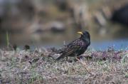 Estornell vulgar (Sturnus vulgaris)