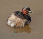 Cabusset (Tachybaptus ruficollis)