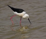 Cames llargues (Himantopus himantopus)