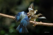 Ocells de La Garrotxa: Mallerenga Blava i Pinsà Comú