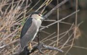 Martinet de nit (Nycticorax nycticorax)