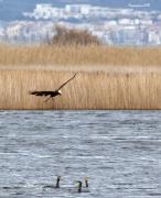 Vols i paissatge: Arpella