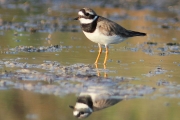 Corriol gros. charadrius hiaticula