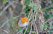 Pit - Roig ( Erithacus rubecula ) 1de2