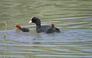 Fotja vulgar (Fulica atra)