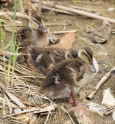 Juvenils d'Ànec collverd (Anas platyrhynchos)