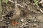 Família d'Ànec collverd (Anas platyrhynchos)