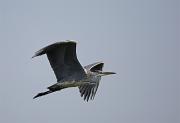 Bernat pescaire (Ardea cinerea)