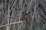 Blauet (Alcedo athis) 1de2